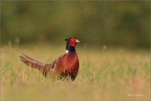 <p>BAŽANT OBECNÝ (Phasianus colchicus) - jižní Morava ---- /Common peansant - Fasan/</p>